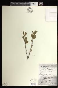 Betula pumila image