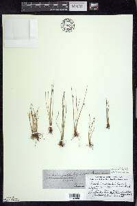 Eleocharis quinqueflora image