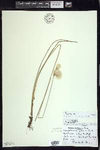 Eriophorum tenellum image