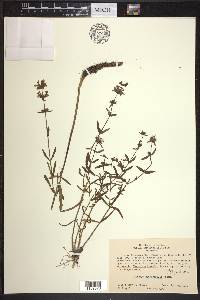 Stachys hyssopifolia image