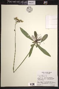 Hieracium caespitosum image