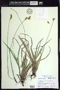 Carex castanea image