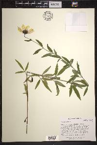 Coreopsis tripteris image