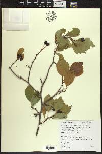 Crataegus douglasii image