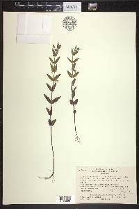 Scutellaria galericulata image