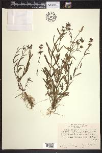 Stachys hyssopifolia image