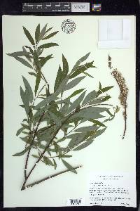 Salix petiolaris image