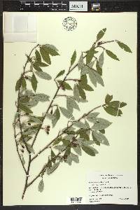 Elaeagnus umbellata image