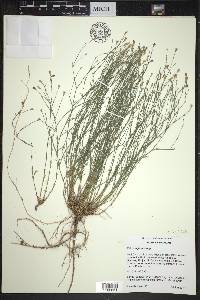 Petrorhagia saxifraga image