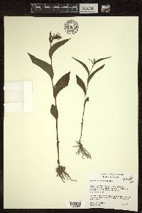 Epipactis helleborine image