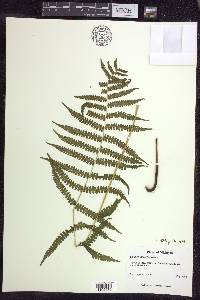 Deparia acrostichoides image