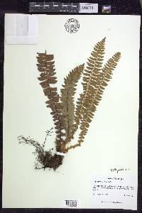 Polystichum lonchitis image