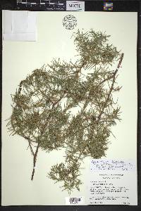 Juniperus communis var. communis image