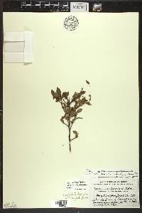 Vaccinium myrtilloides image