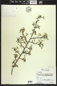 Prunus mahaleb image