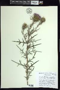 Cirsium discolor image