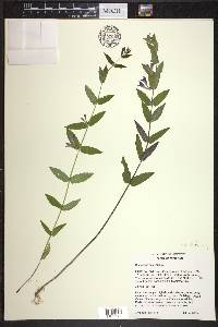 Scutellaria galericulata image