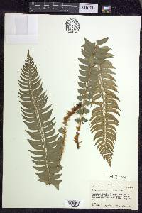 Polystichum lonchitis image