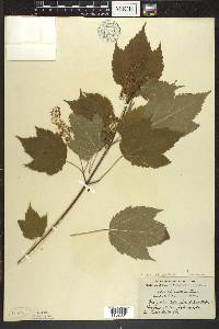 Acer spicatum image