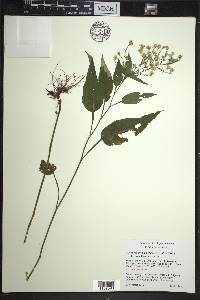 Symphyotrichum urophyllum image