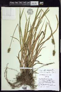 Carex laevivaginata image