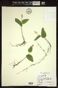 Maianthemum canadense image