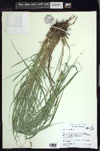 Carex cristatella image