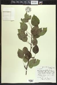 Pyrus communis image