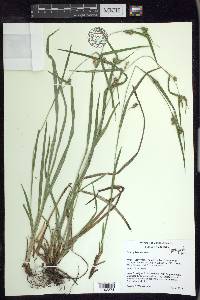 Carex grisea image