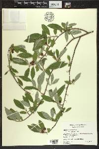 Elaeagnus umbellata image