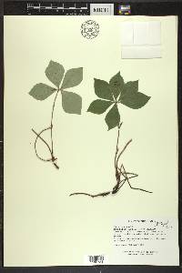 Cornus canadensis image