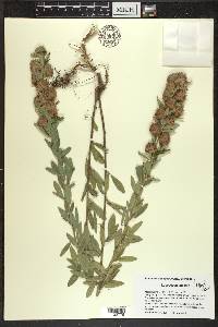 Lespedeza capitata image