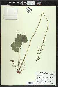 Heuchera americana image