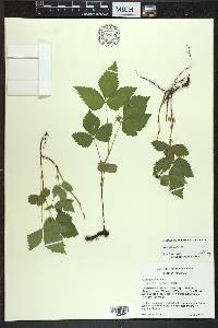 Rubus pubescens image