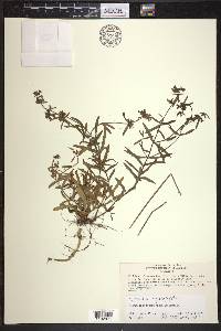 Stachys hyssopifolia image
