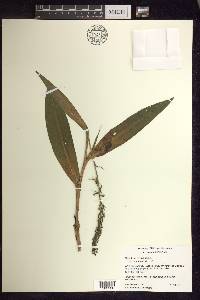 Platanthera flava image