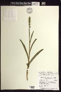 Platanthera aquilonis image