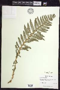 Polystichum braunii image