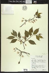 Prunus nigra image