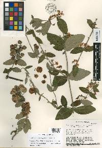 Gaudichaudia mcvaughii image