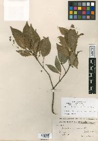 Bunchosia lindeniana image