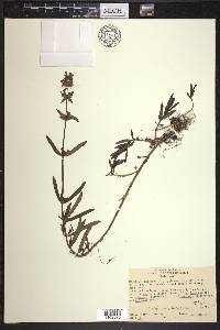 Stachys hyssopifolia image