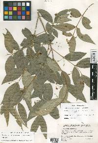 Malpighia wilburiorum image