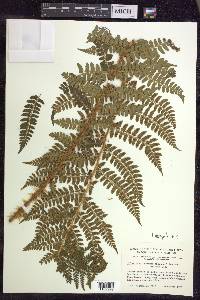 Polystichum braunii image