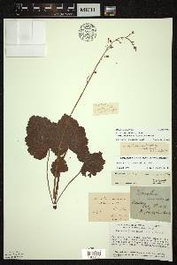 Heuchera americana image