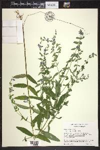 Scutellaria galericulata image