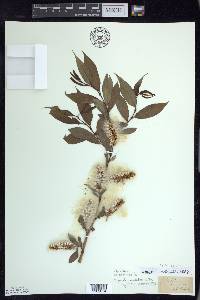 Salix lucida image