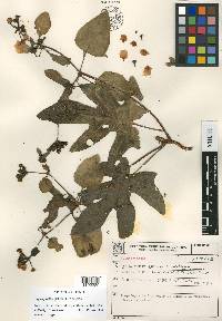 Stigmaphyllon glabrum image