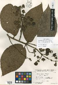 Jubelina magnifica image