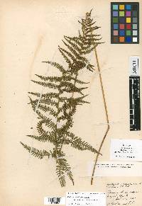 Thelypteris palustris var. pubescens image